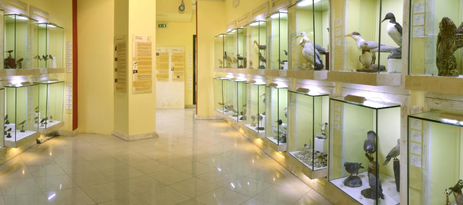 Museo Ornitologico della Sardegna