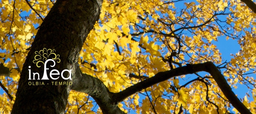 InFEA Olbia Tempio - Logo e immagine coordinata