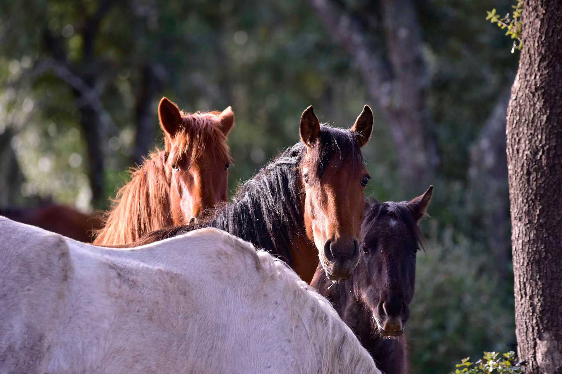 Cavallini della Giara